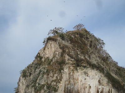 frigate bird rock